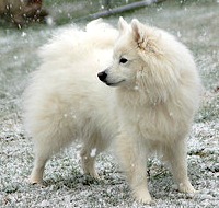 American Eskimo Dog