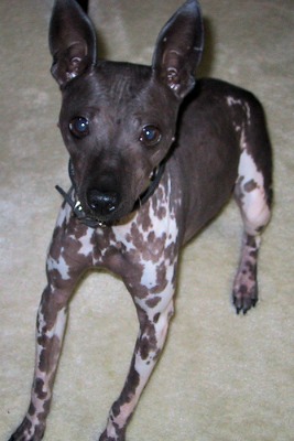 American hairless store terrier chihuahua mix