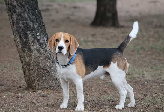 The lovable beagle is also one of the healthiest breeds.