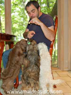 Three dogs are begging for food