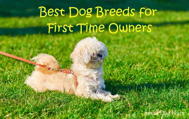 best dog breeds for first time owners