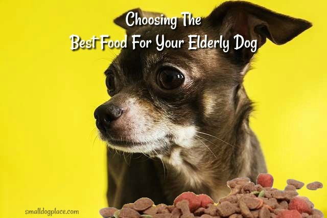 can my senior dog eat puppy food