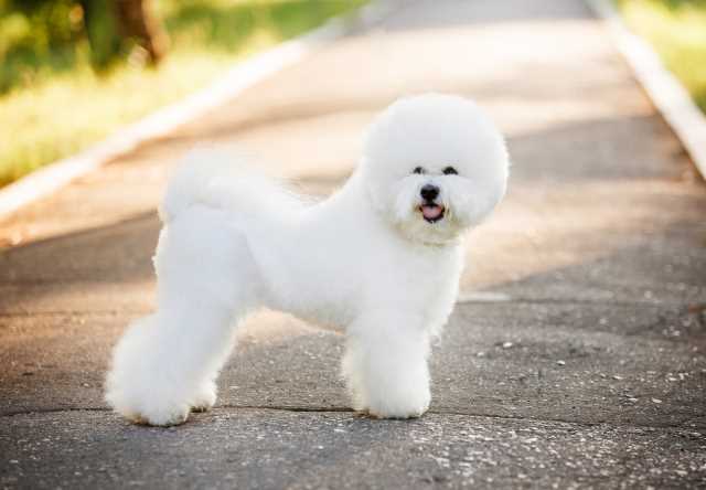hypoallergenic toy dogs