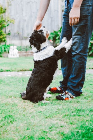 A border collie is jumping up on a man.