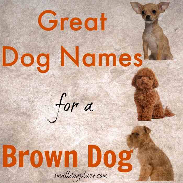 The Ultimate Brown Dog Names Resource For Your Chocolate Pooch