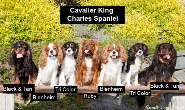 cavalier king charles spaniel colors
