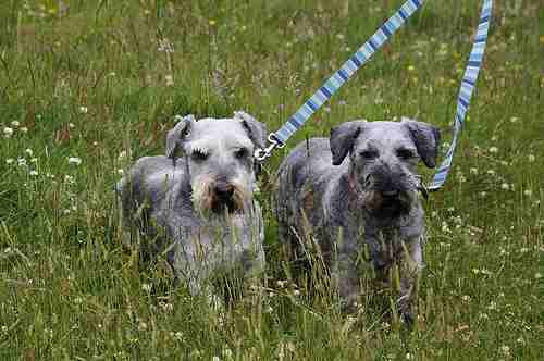 Cesky Terrier: Is this Right Breed for You | Small Dog Place