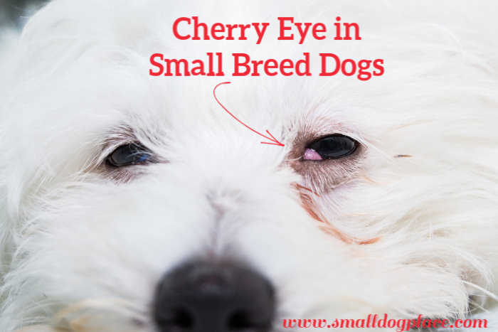Cherry Eye in Small Breed Dogs: Causes, Treatment, Costs