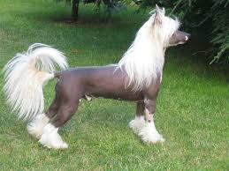 Chinese Crested Hairless dog is standing in the grass