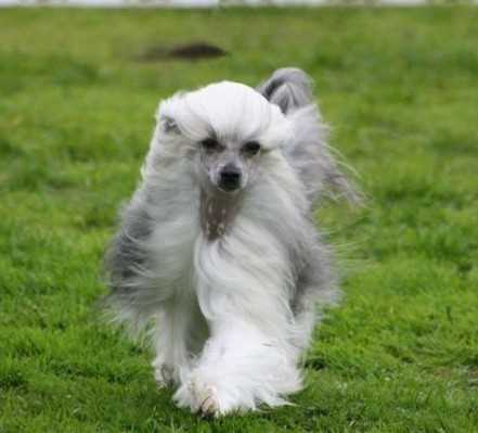 chinese crested powder puff puppy