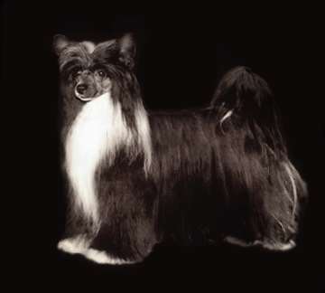 black and white chinese crested