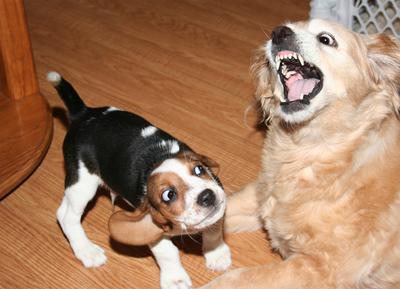 A cockerspaniel mix showing a young beagle puppy how to behave.