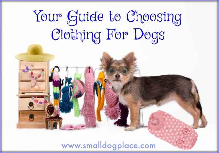 Small chihuahua standing in front of a rack of small clothes