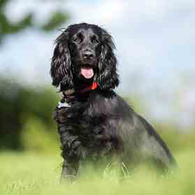 100 Clever Black Dog Names