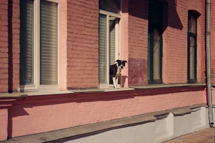 A small dog is standing on a window ledge with front paws outside and the rest of him indoors.