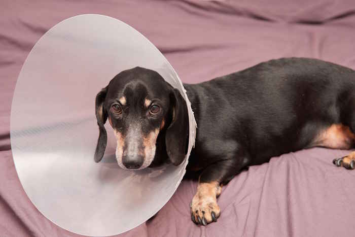 An elderly dachshund is lying with an e-collar around his neck