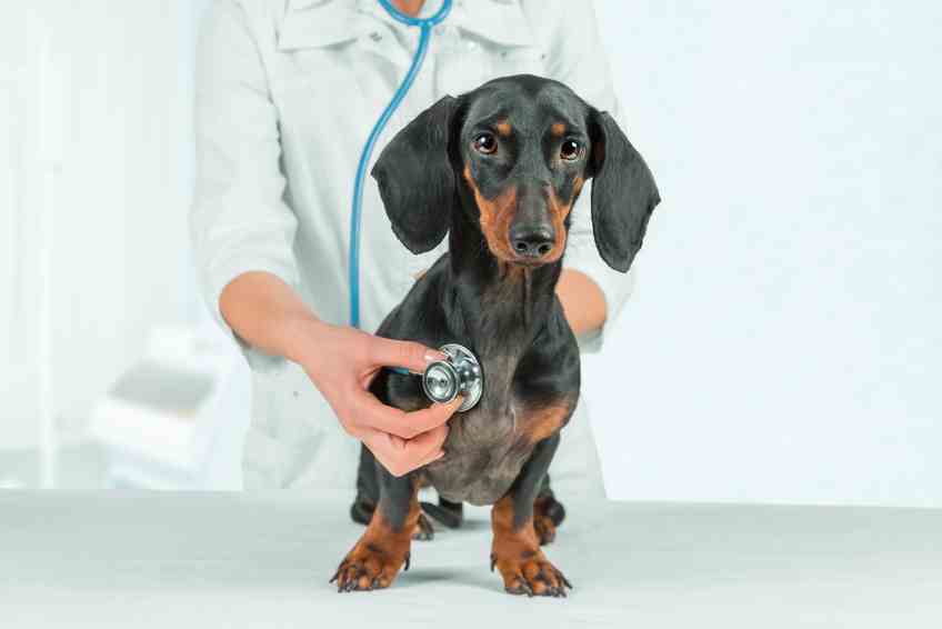 A veterinarian and dachshund