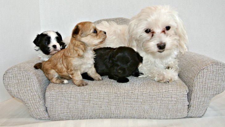 small hybrid dogs