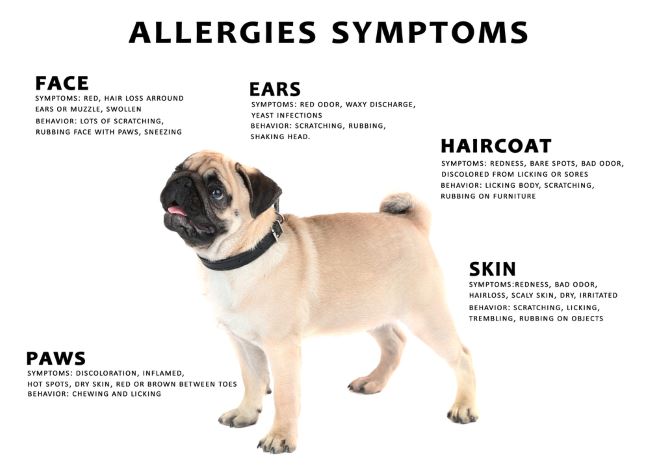 how do you treat a puppy with allergies