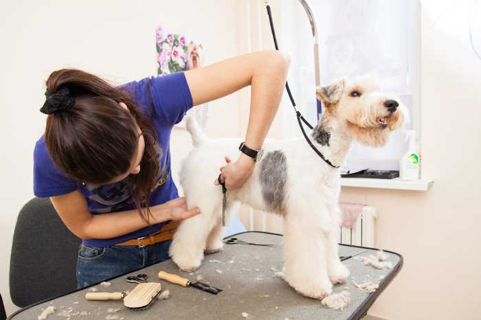 Fox terrier is standing on a grooming table being trimmed