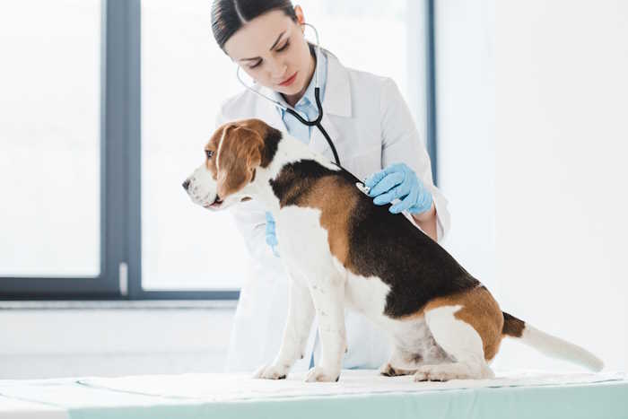 A veterinarian is listening to the lungs of a beagle