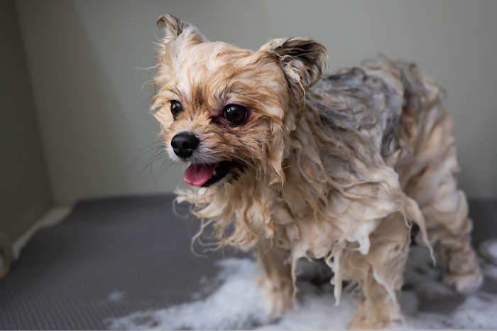 A small Pomeranian is wet and soapy in a bath