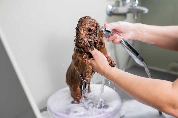 A toy poodle is having a bath and is being rinsed with warm water