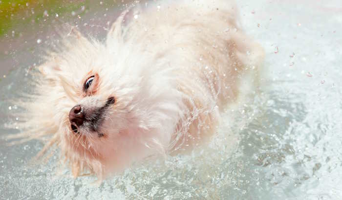 A wet dog is shaking off after the bath