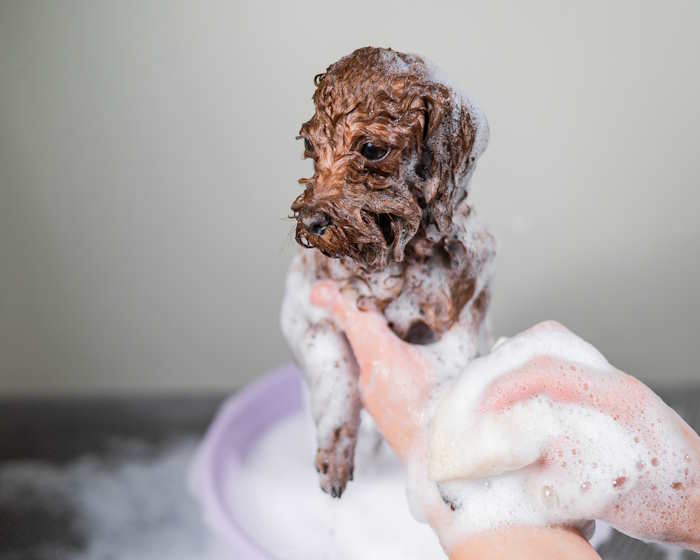 A toy poodle is getting a soapy bath