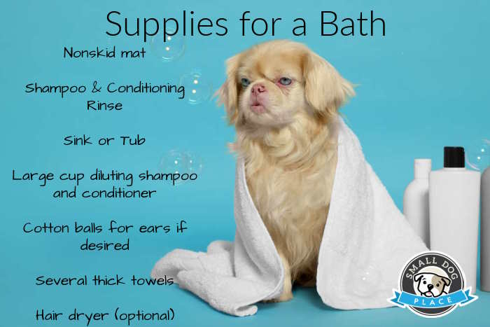 A young Pekingese dog is getting ready for a bath, image has list of supplies required for a dog bath