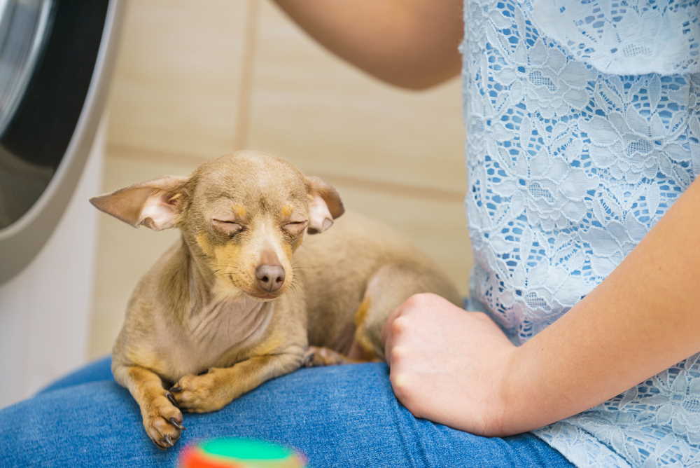 Improved mental health is just one of the ways a dog can promote healthy living