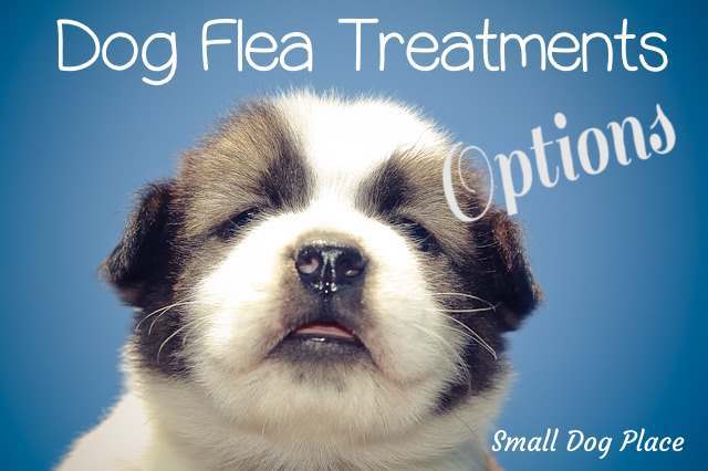 Dog Flea Treatment Header Image