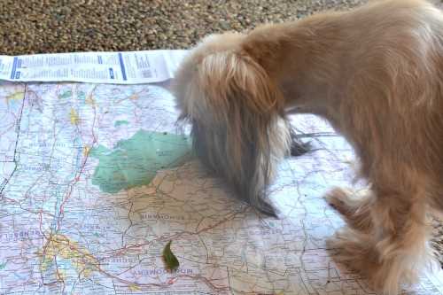 Going on a dog friendly road trip does require some advanced planning.