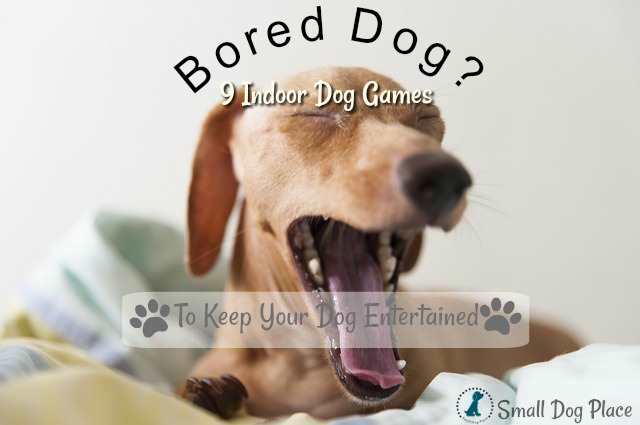 https://www.smalldogplace.com/images/dog-games.jpg