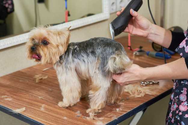 beginner dog grooming kit