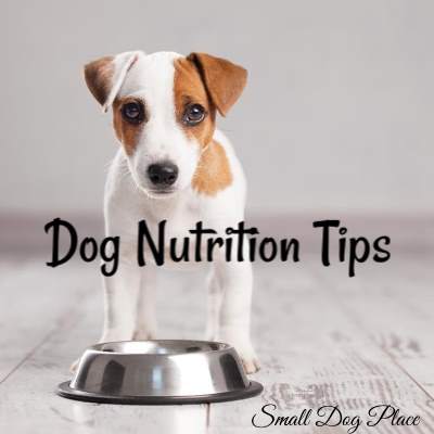 Vegan Dog Food: Is It Healthy To Feed My Small Dog A Meat-Free Diet?