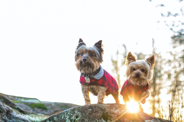 Two small Yorkshire Terriers are being photographed