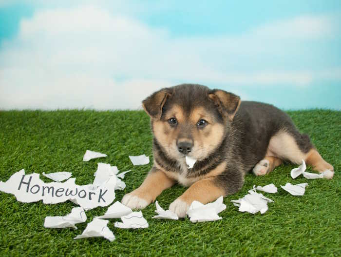 A shiba inu is shown surrounded by shredded paper