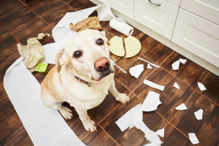 A labradore retriever tore up paper and broke a plate