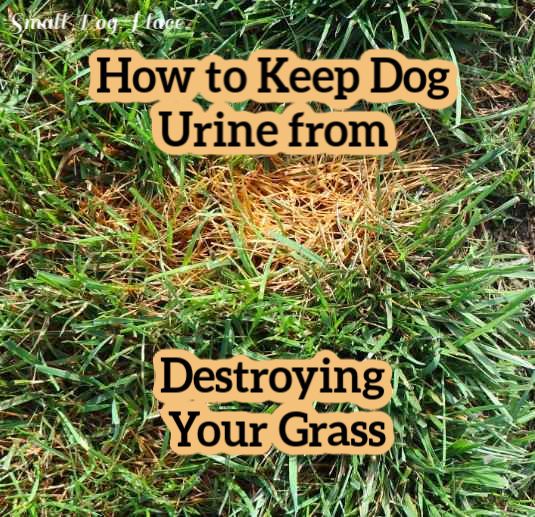 Dog urine damage to lawns is not only unsightly but can kill grass.  Learn how to safely eliminate this problem