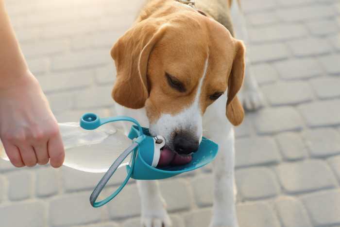 A young beagle is drinking from a dog water bottle.