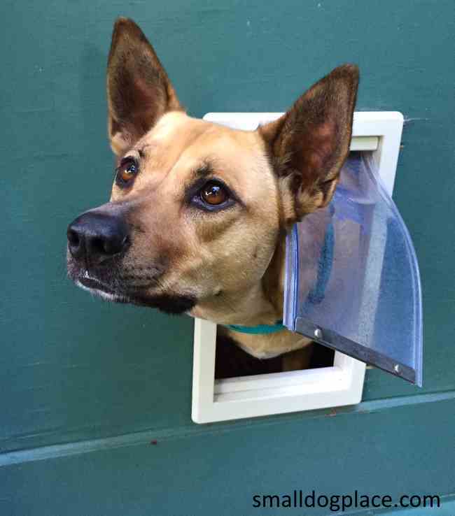 Train your dog to use a doggie door