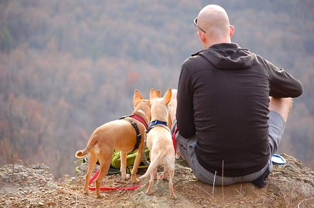 small hiking dogs