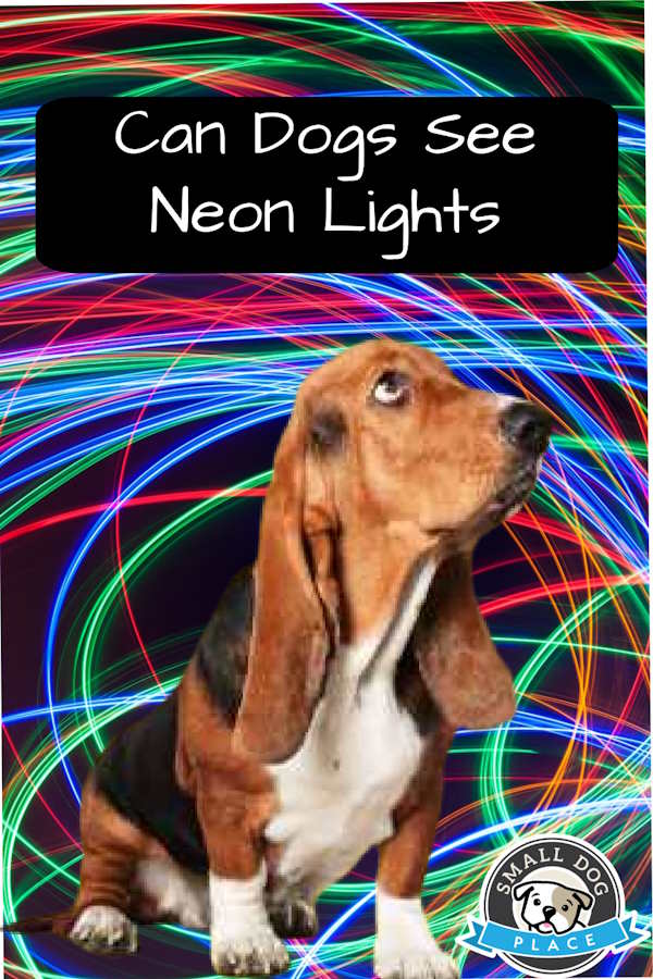 A dog is sitting in front of a background of neon lights