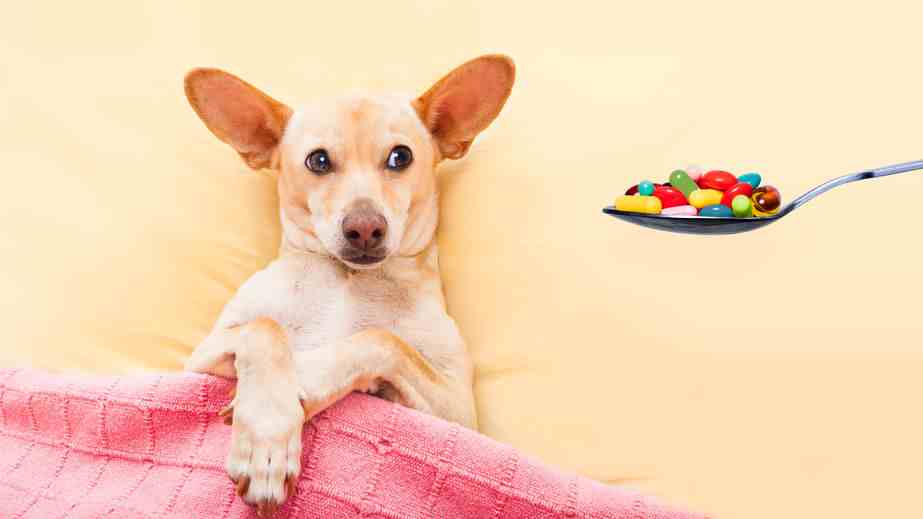 What Is The Best Food For Elderly Dogs