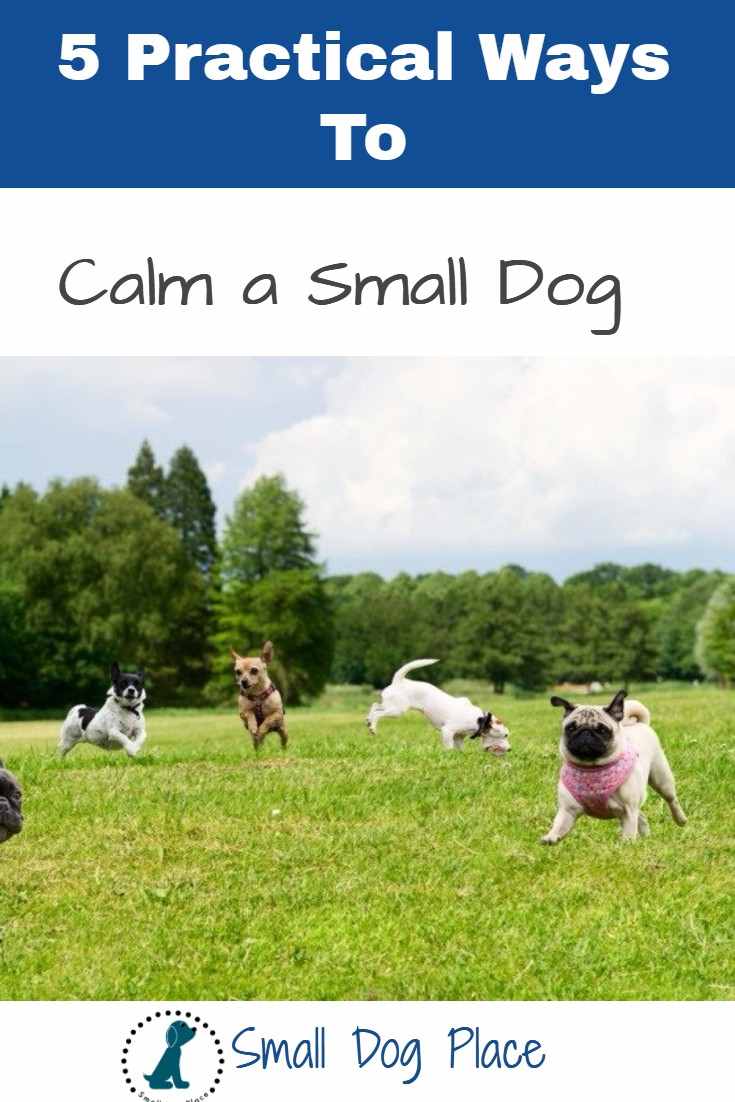 Calming Energetic Small Dogs 5 Practical Tips to Try Now