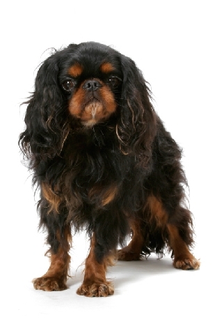 english toy spaniel for sale