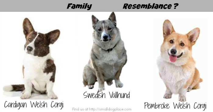 are swedish vallhunds friendly or aggressive with strangers