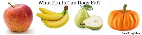 what fruits can dogs have