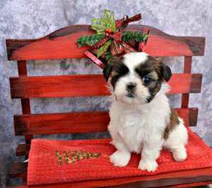 Puppies as Gifts for Christmas: Is it a bad idea? – Fenrir Canine